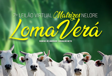 7º LEILÃO VIRTUAL MATRIZES NELORE LOMA VERÁ